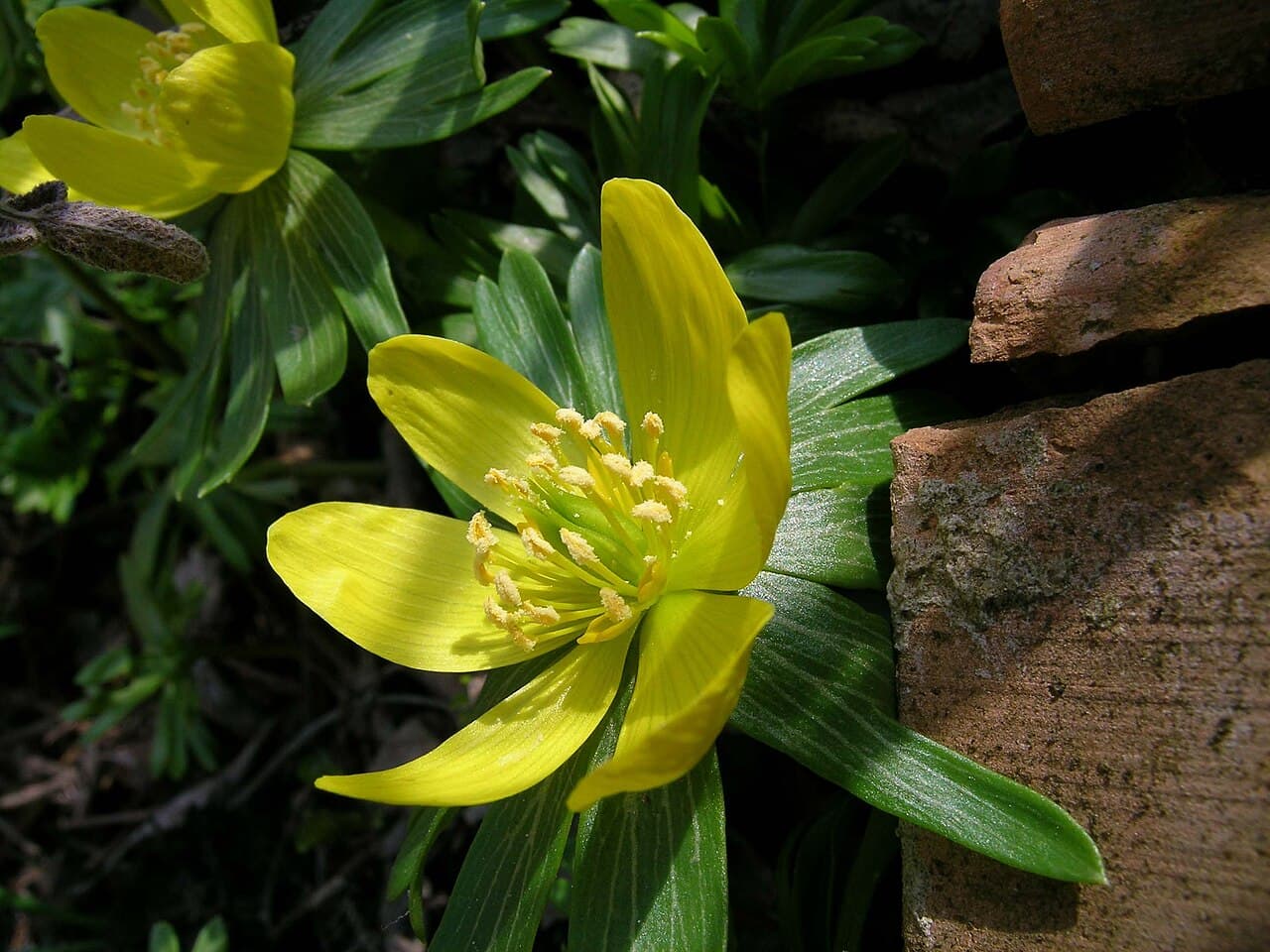 Yellow winter aconite flowers with green ruff