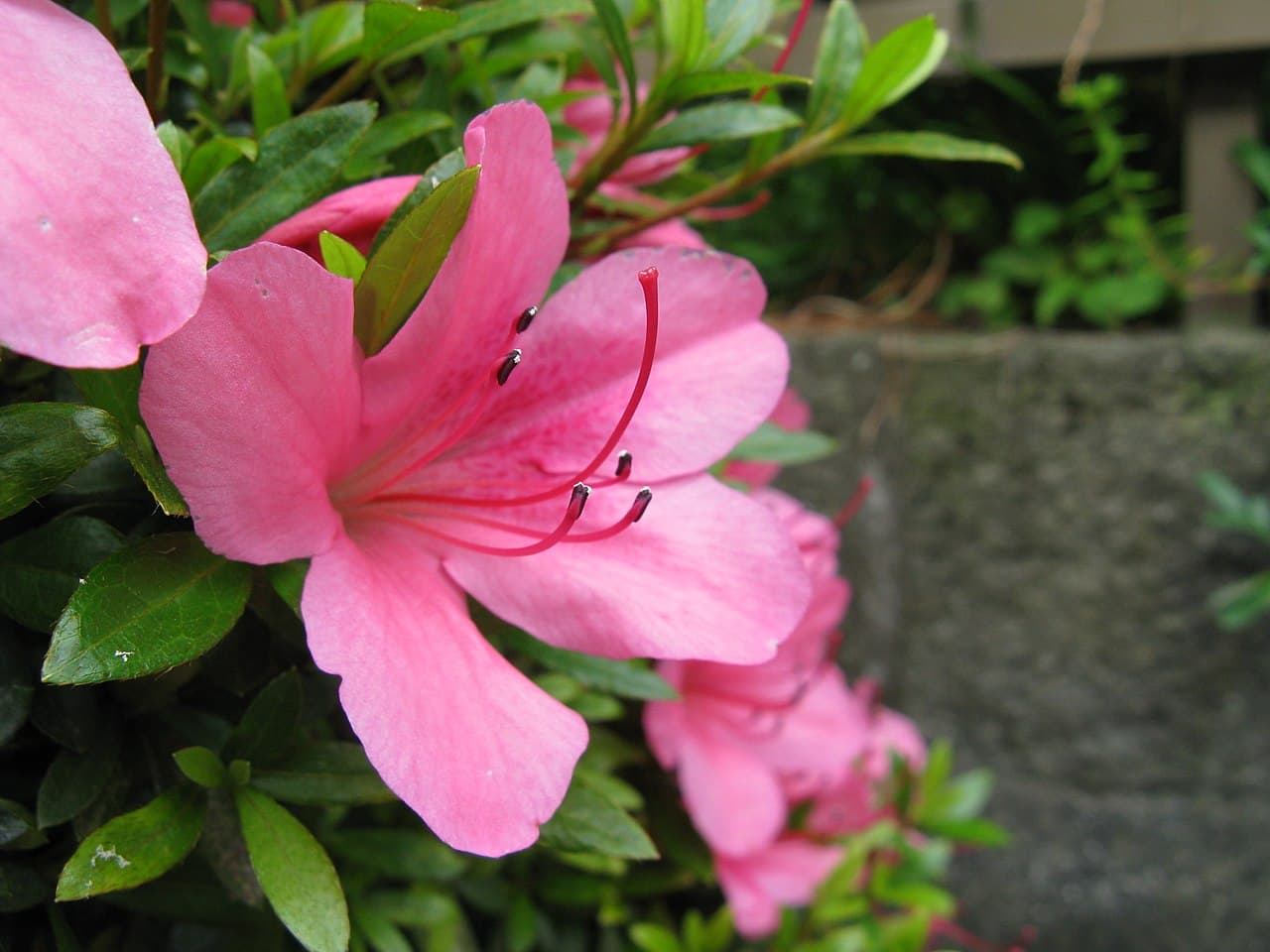 Pink evergreen azalea flowers
