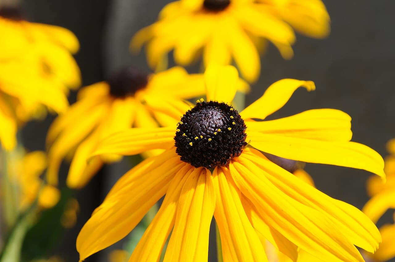 Yellow black-eyed susan flower with dark centre