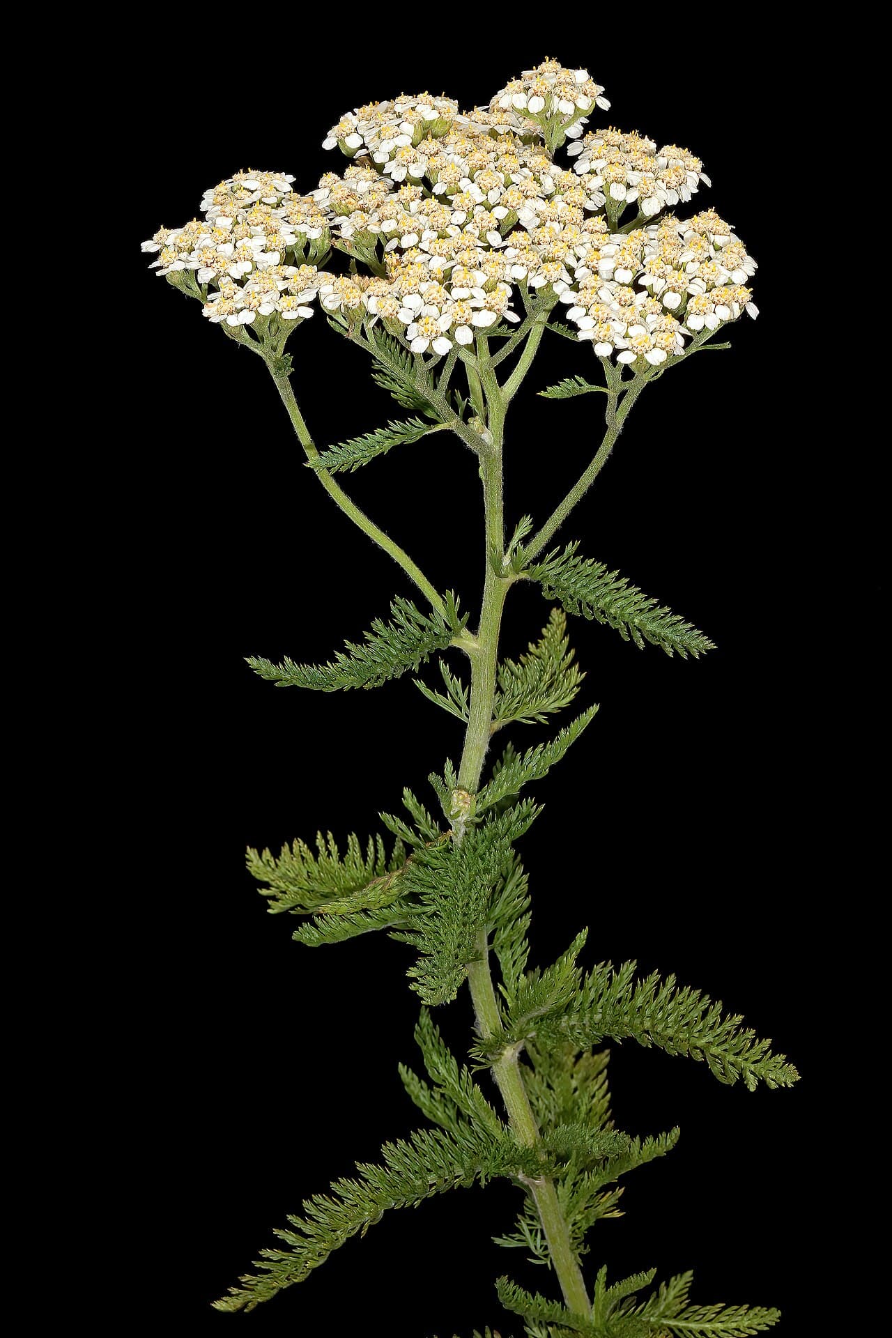 Flat white flower head of common yarrow above finely divided ferny foliage