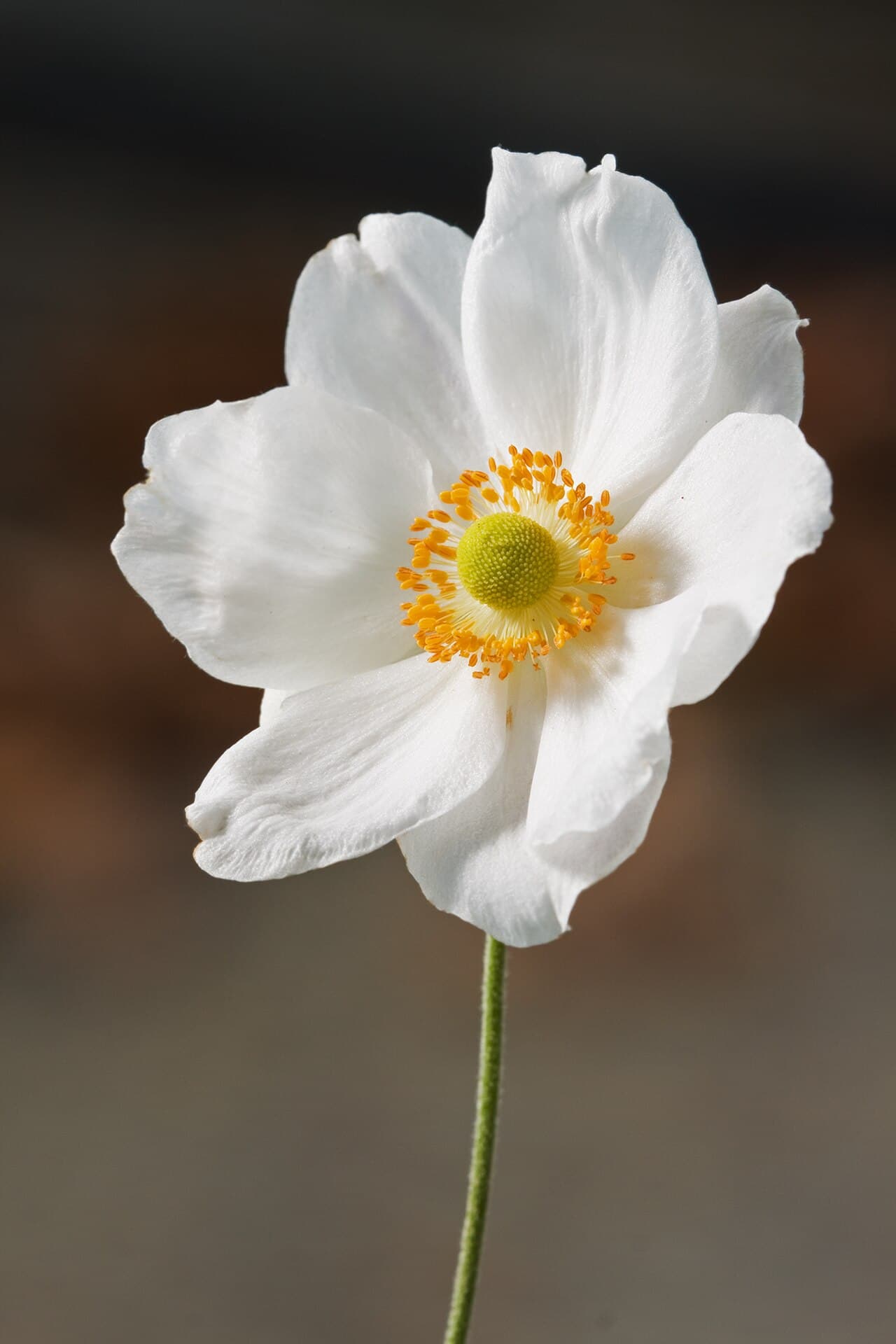 Pink Japanese anemone flowers on tall stems
