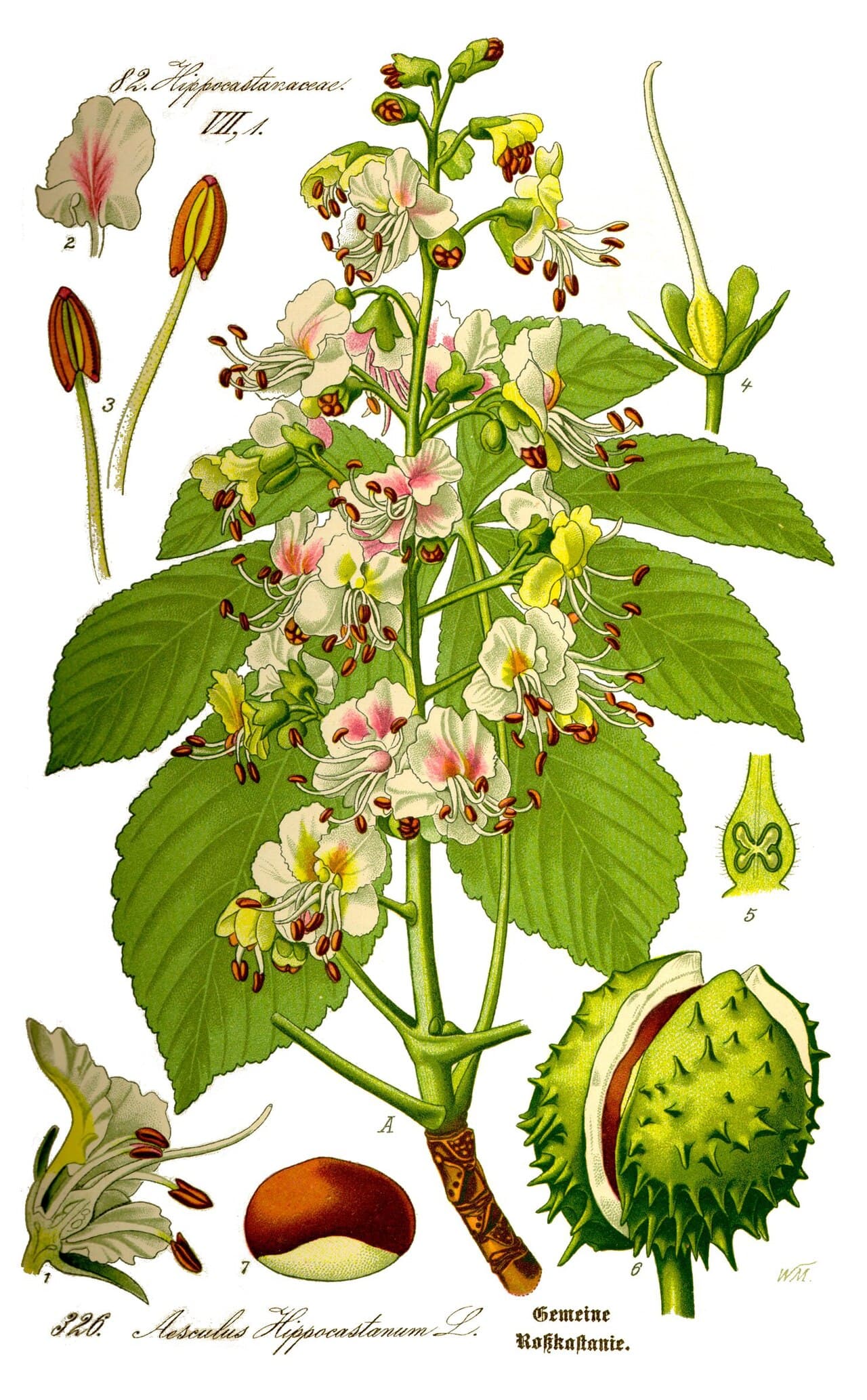 Botanical illustration of horsechestnut