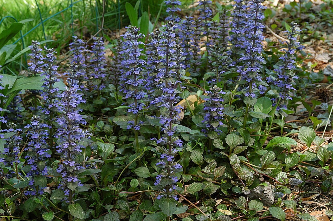 Bugleweed flowering with short blue spikes over bronze-green foliage