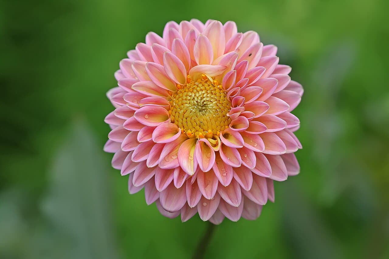 Layered petals of a hybrid dahlia