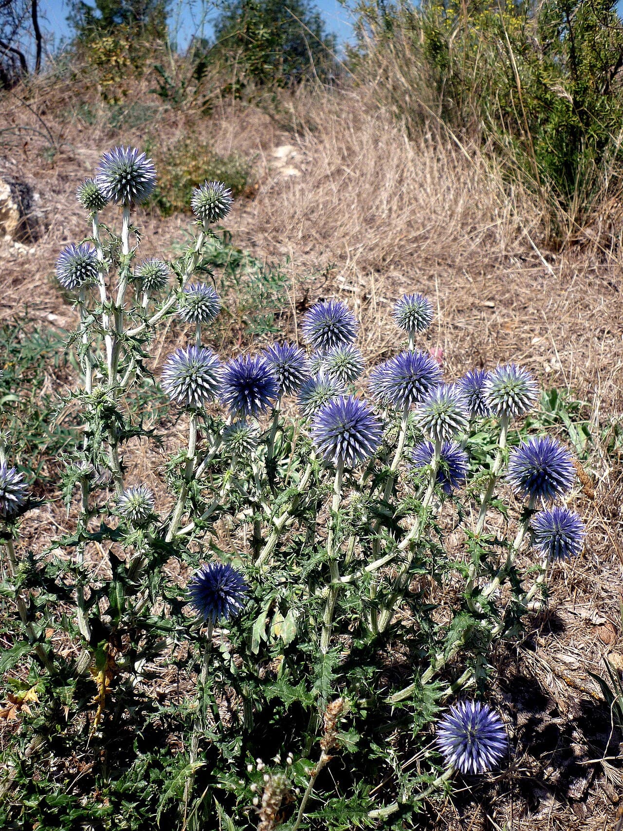 Spherical steel blue globe thistle flowers