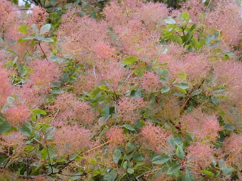Smoky flower panicles of smokebush