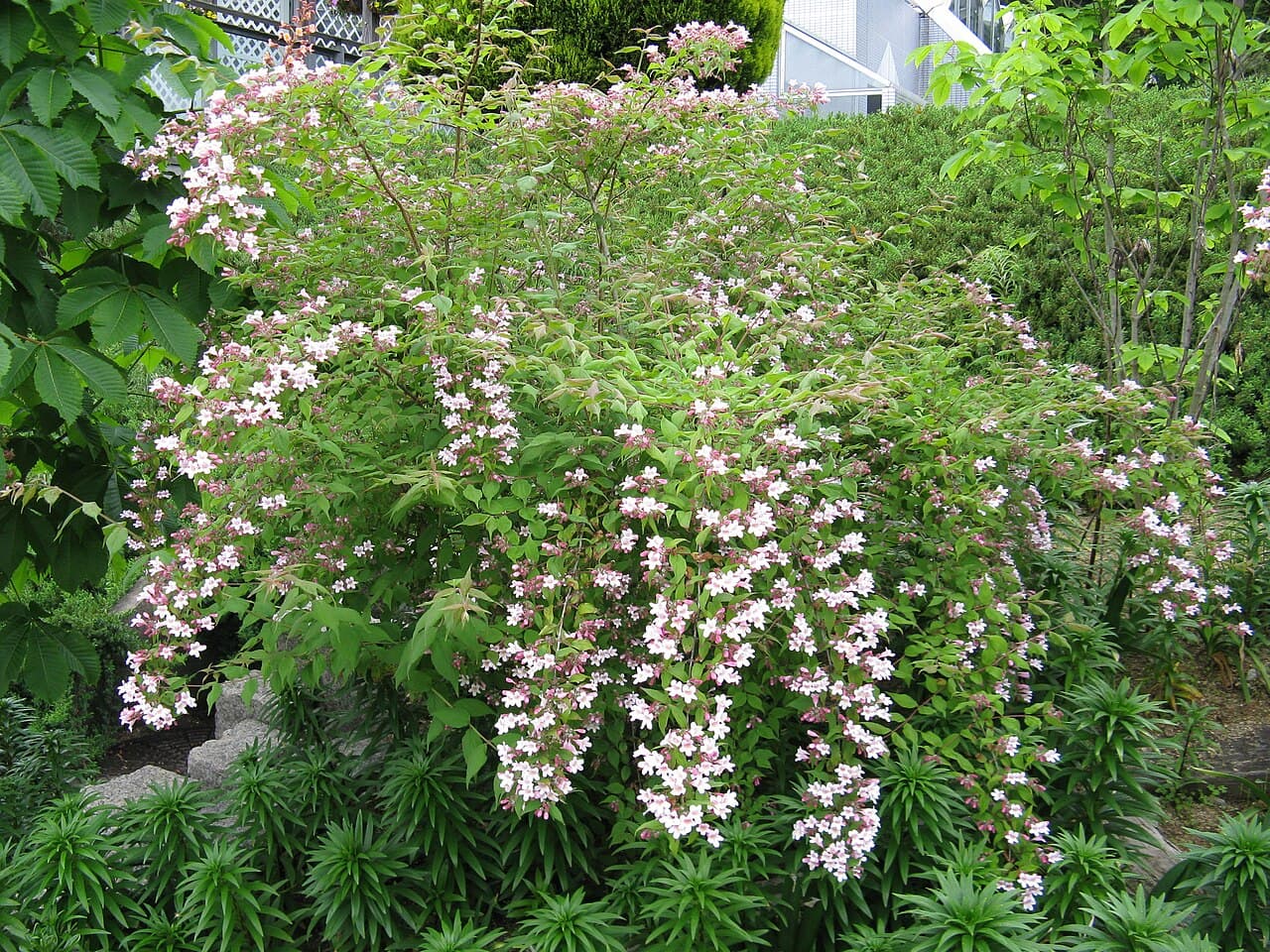 Arching branches covered in pink beautybush flowers