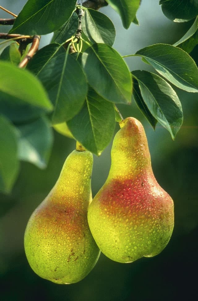 Ripe pears