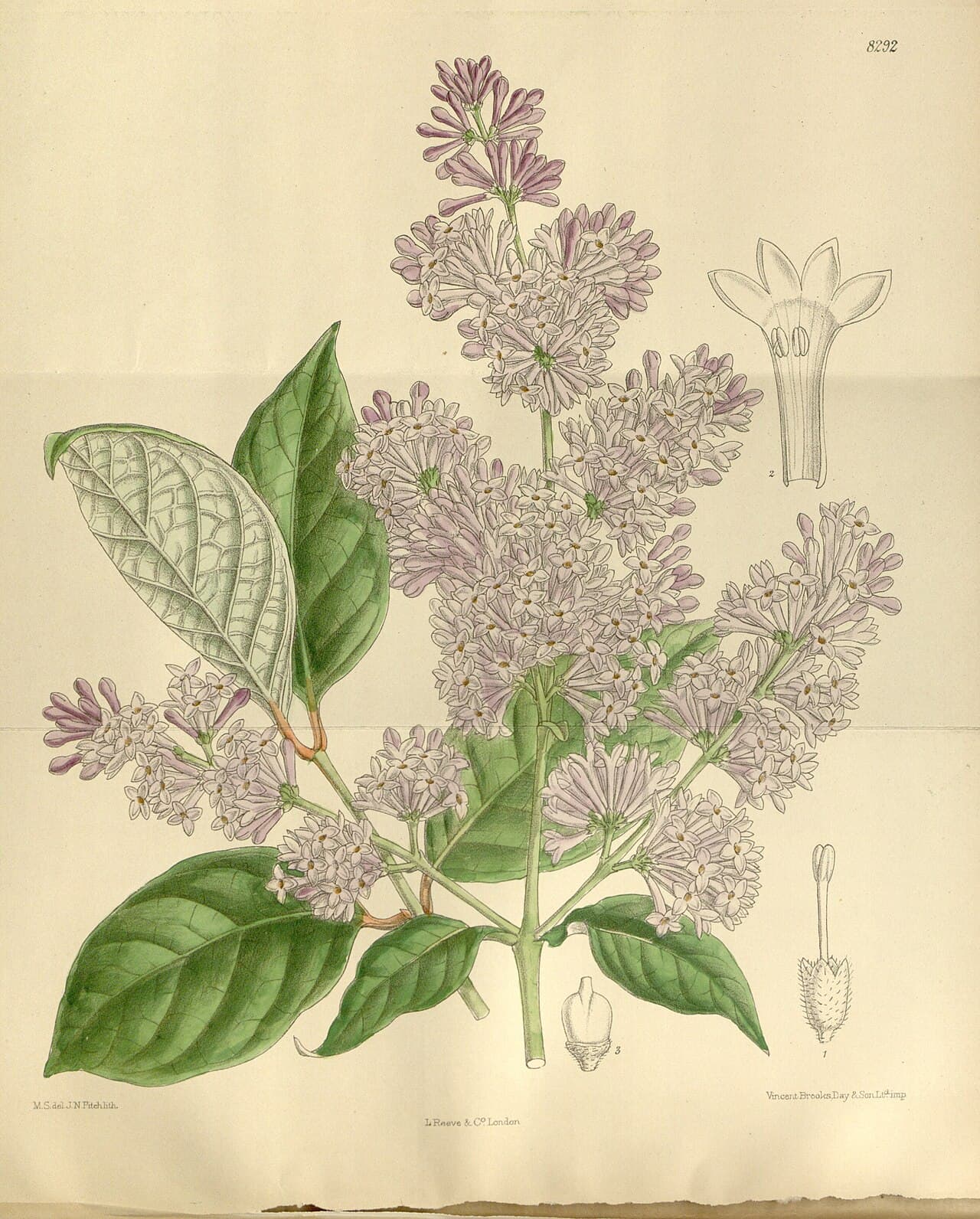 Botanical illustration of late lilac