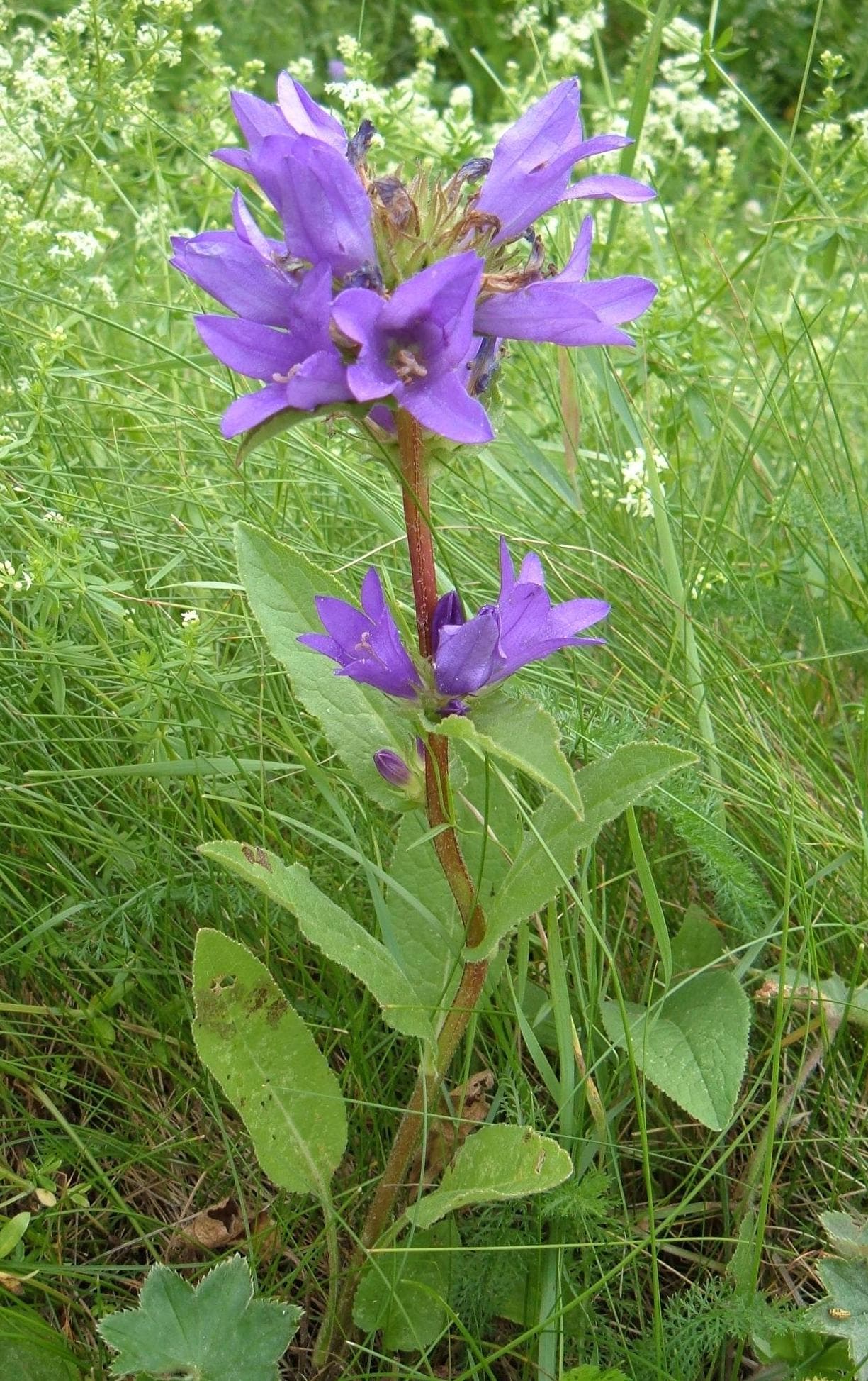 Dense purple clustered bellflower heads