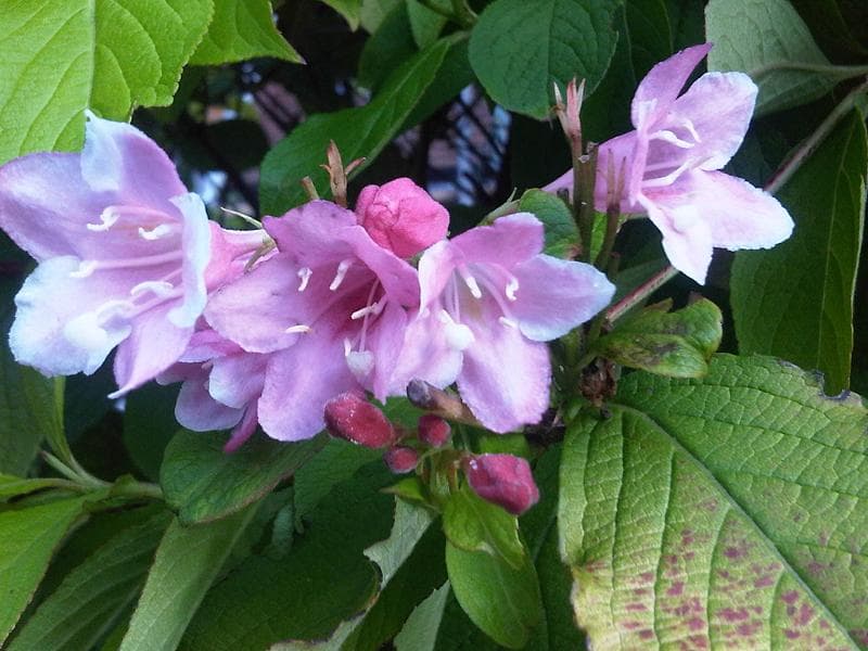 Weigela branch covered in pink trumpet-shaped flowers