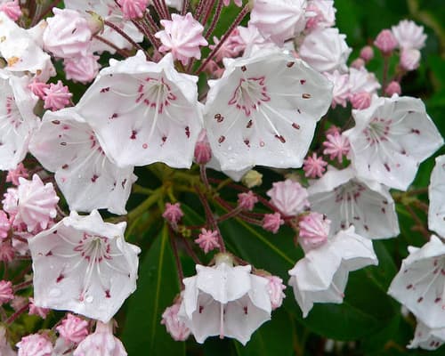 Pink cupped mountain laurel flowers