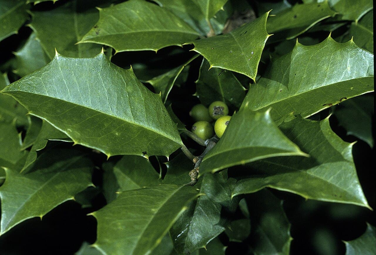 American holly with spiny evergreen leaves and red berries