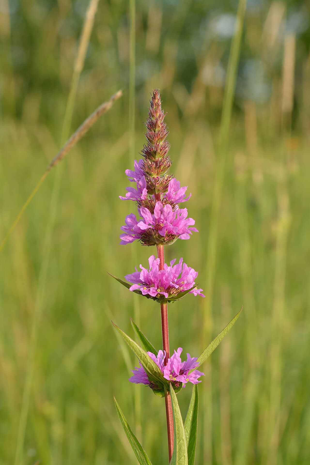 Tall magenta loosestrife spikes