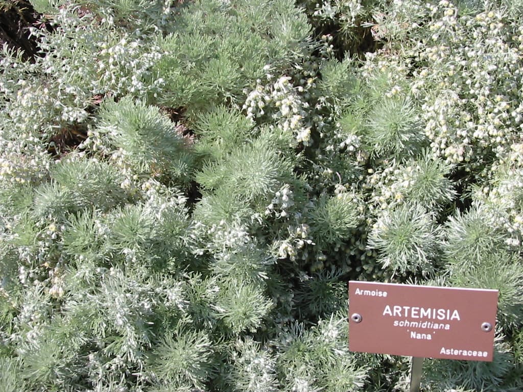Soft silver mound of Artemisia