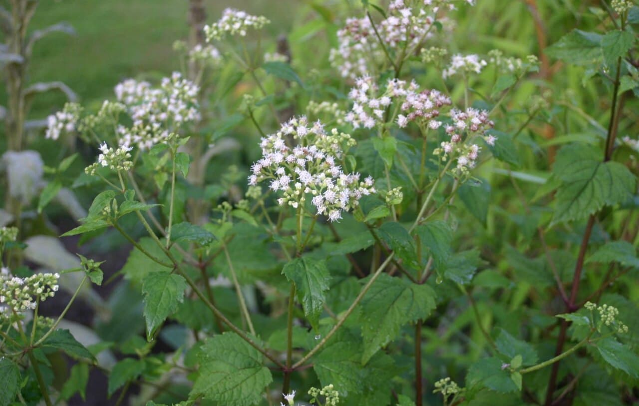 Fluffy white snakeroot flower heads
