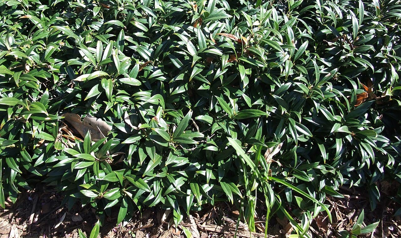 Glossy evergreen leaves of sarcococca