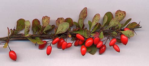 Japanese barberry branch with red berries and small leaves