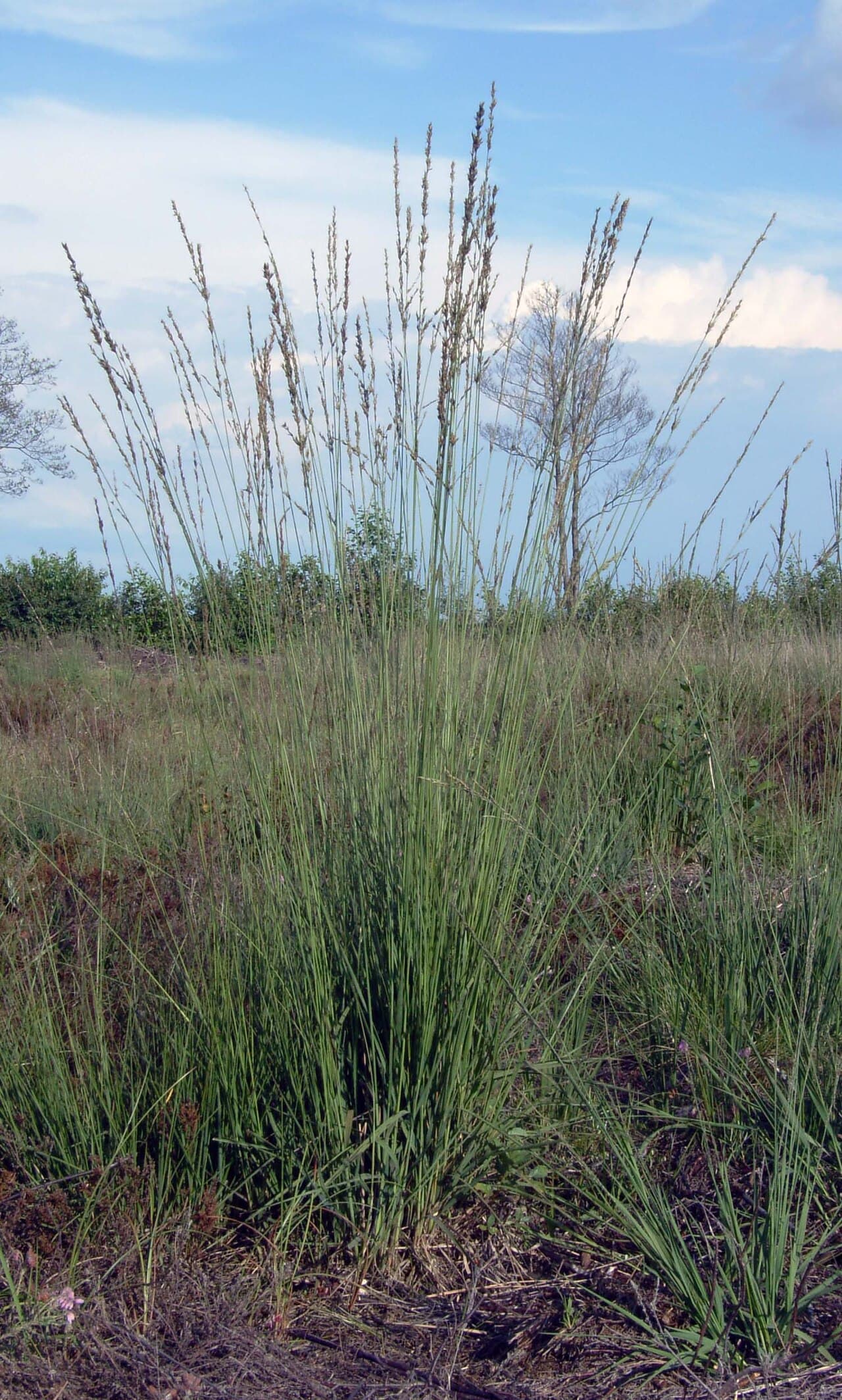 Fine flowering stems of purple moor grass