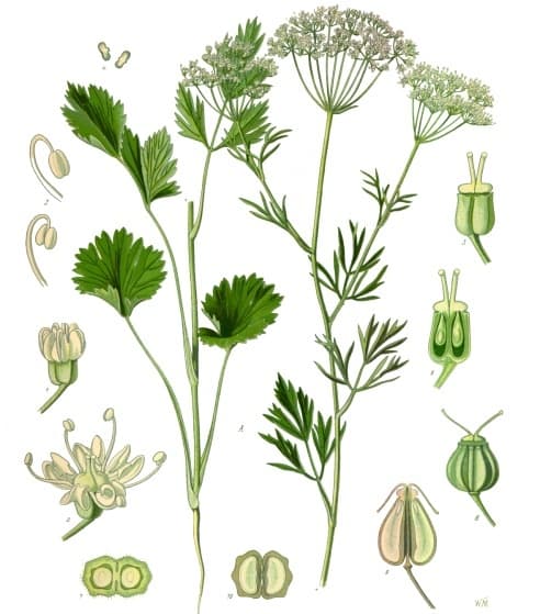 Botanical illustration of anise