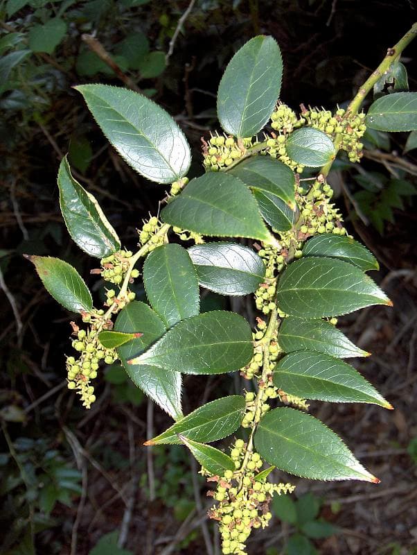 Arching evergreen shoots of drooping leucothoe
