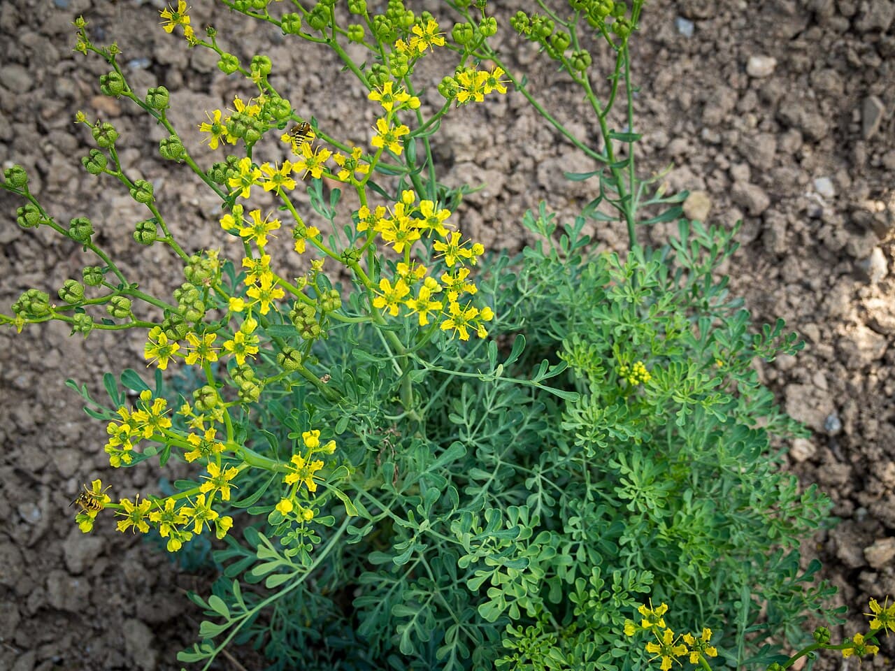 Blue-green foliage and yellow flowers of rue