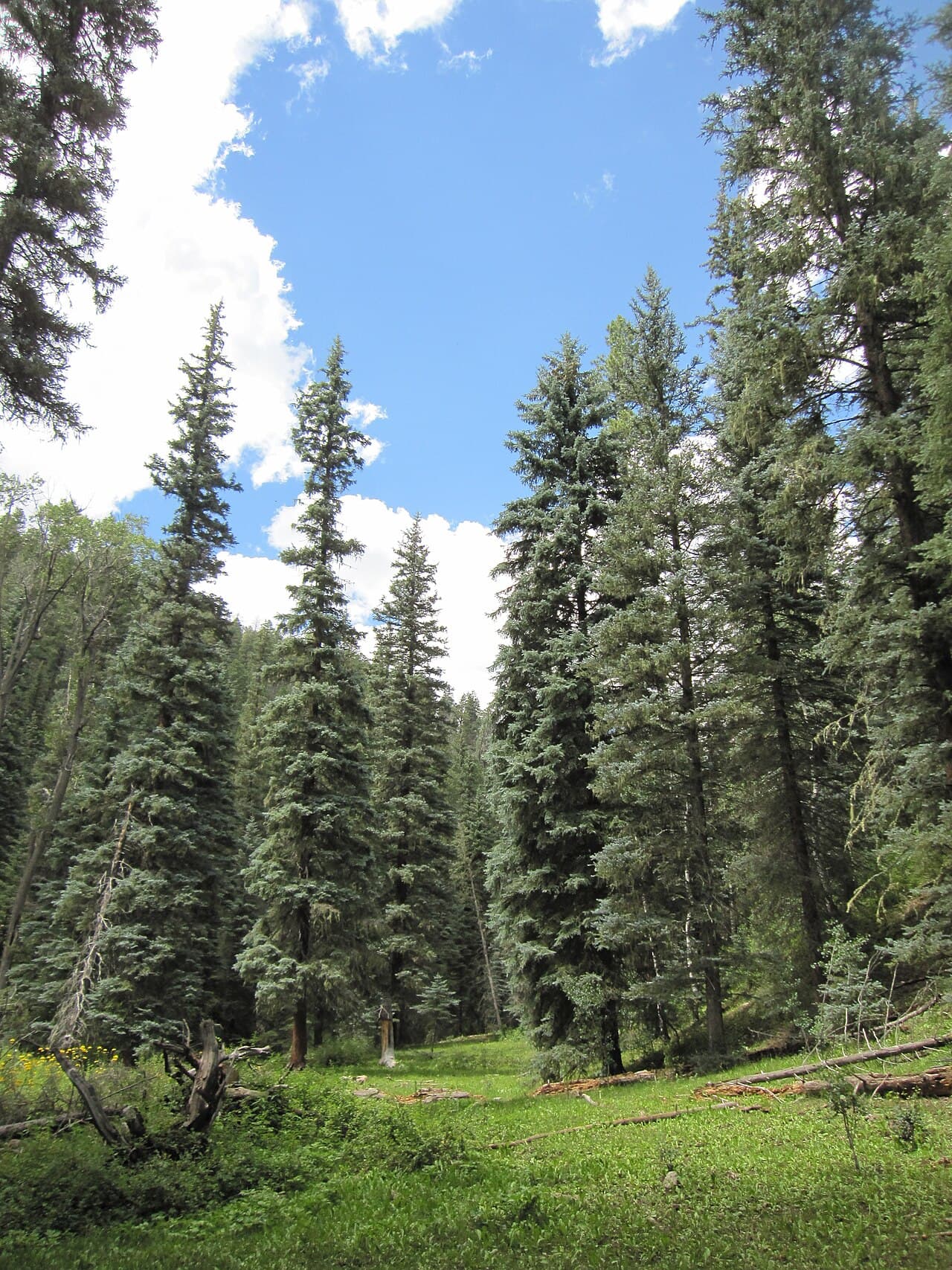 Silver-blue foliage of Colorado blue spruce