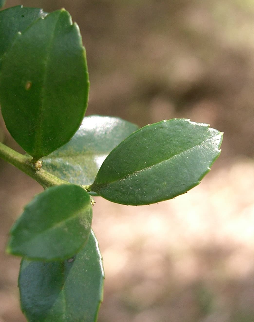Small rounded leaves of Japanese holly
