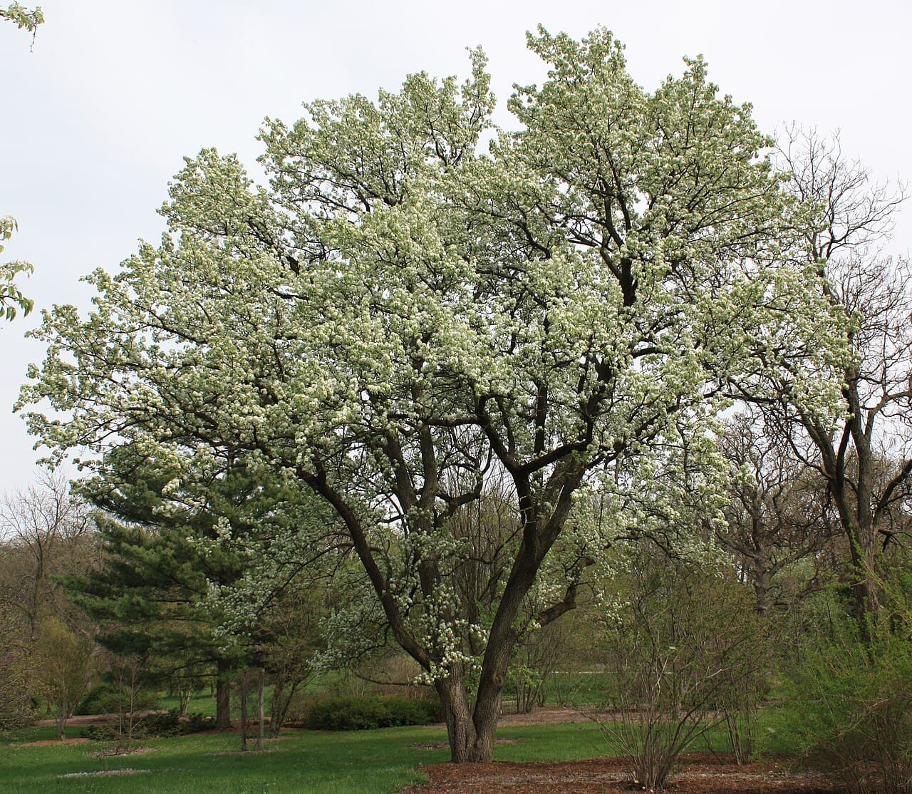 White spring blossom of Callery pear