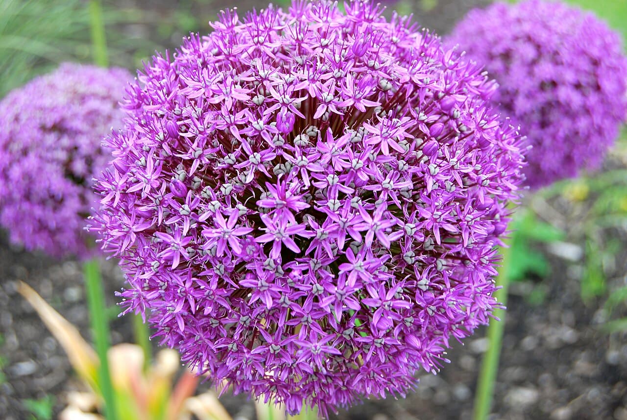 Spherical purple flower head of ornamental onion on a tall bare stem