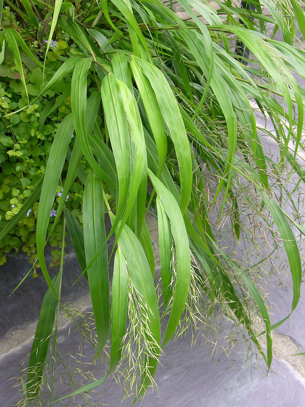 Golden cascading foliage of Japanese forest grass