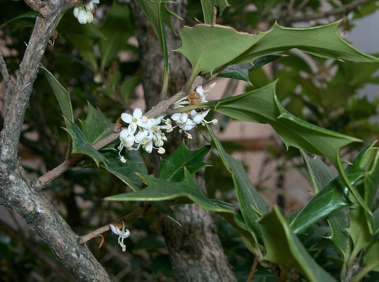 Spiny holly-like leaves of false holly