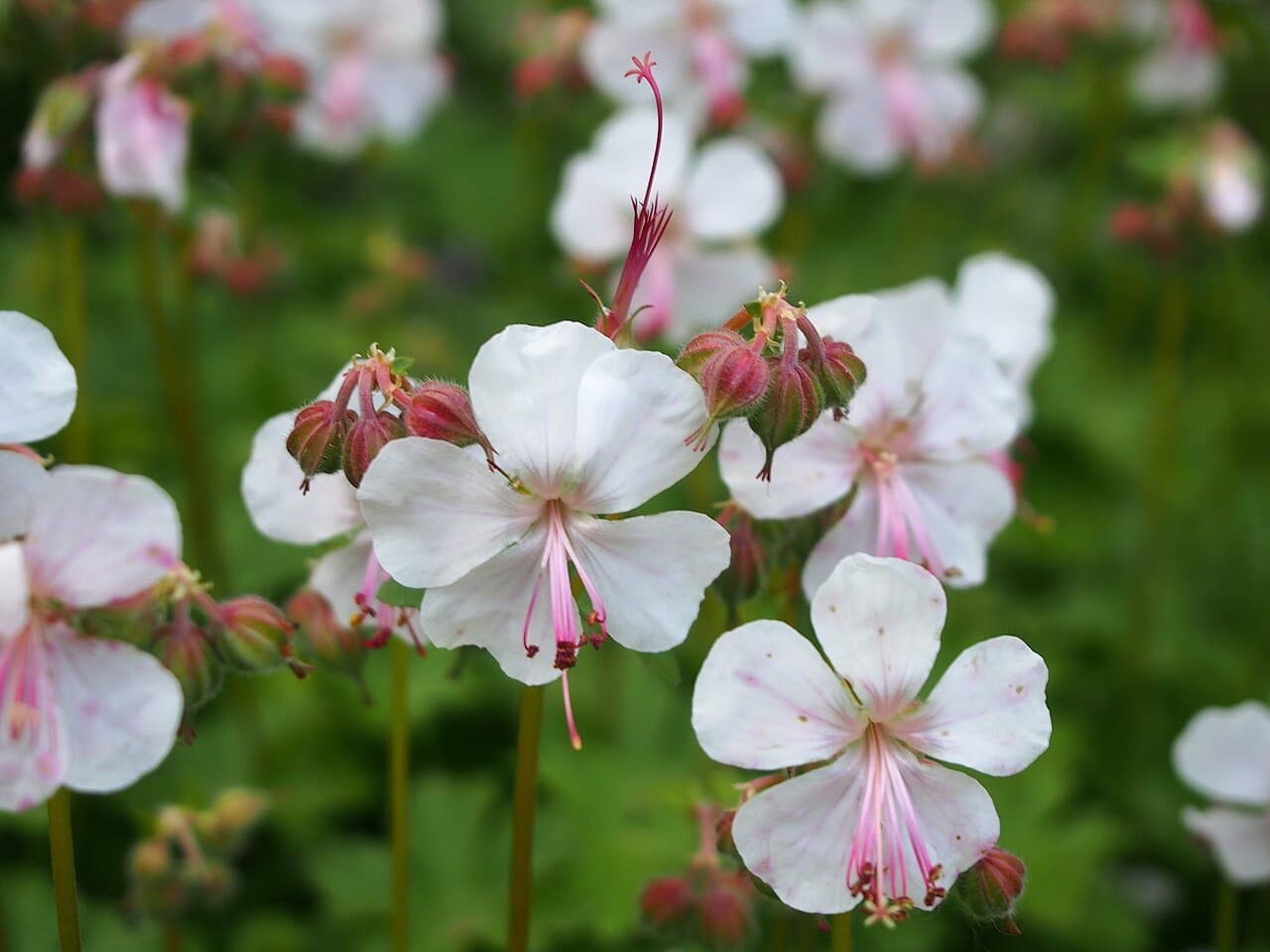 Pale pink Cambridge geranium flowers