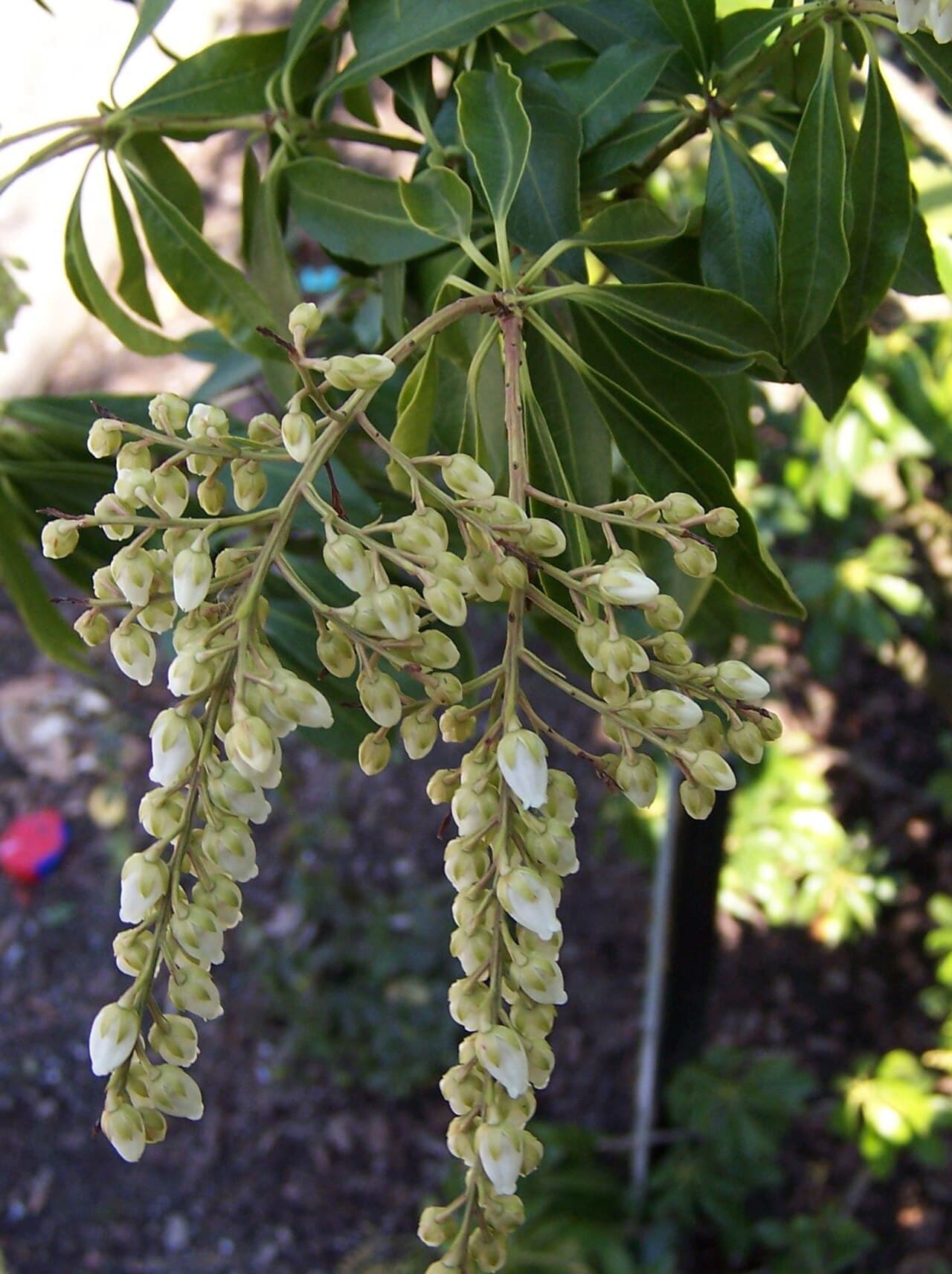 White upright flower clusters of mountain pieris
