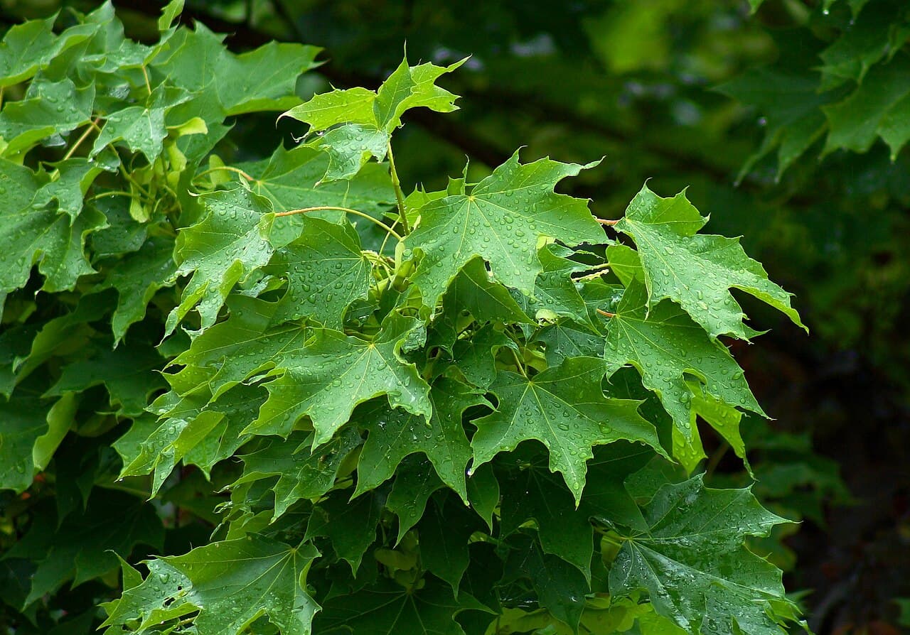 Norway maple foliage