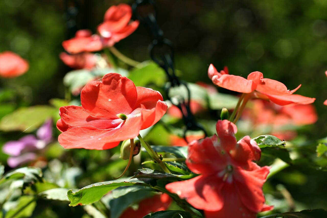 Impatiens with flat pink and white flowers