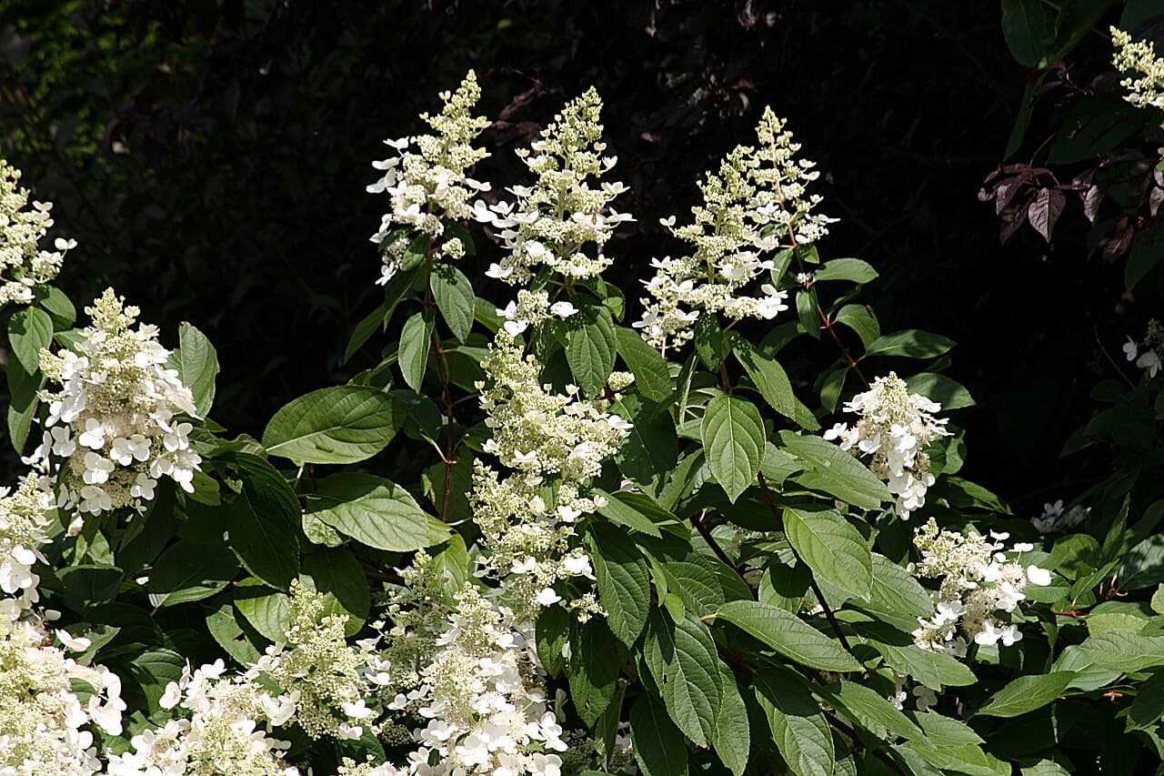 Large white conical hydrangea flower heads