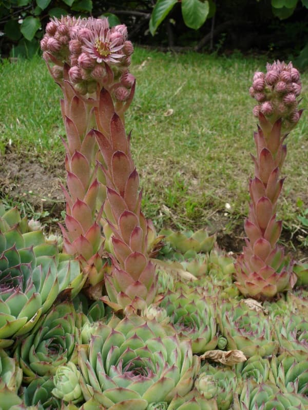 Rosettes of houseleek with offsets