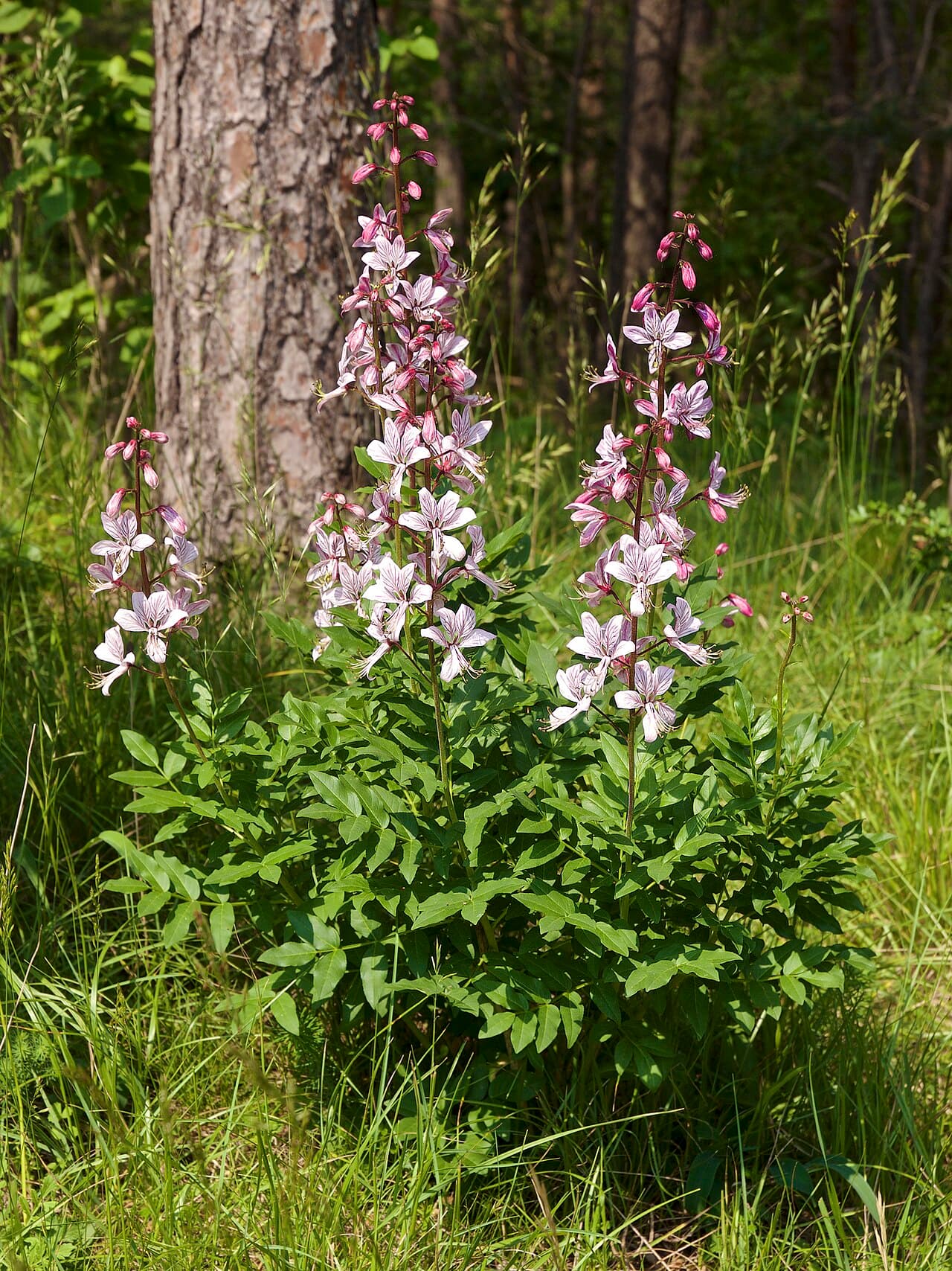White flower spike of gas plant