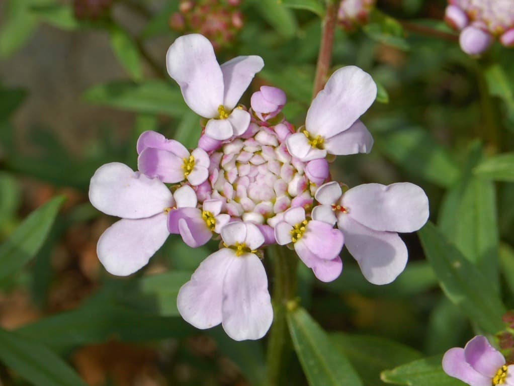 Domed pink and white candytuft flower heads