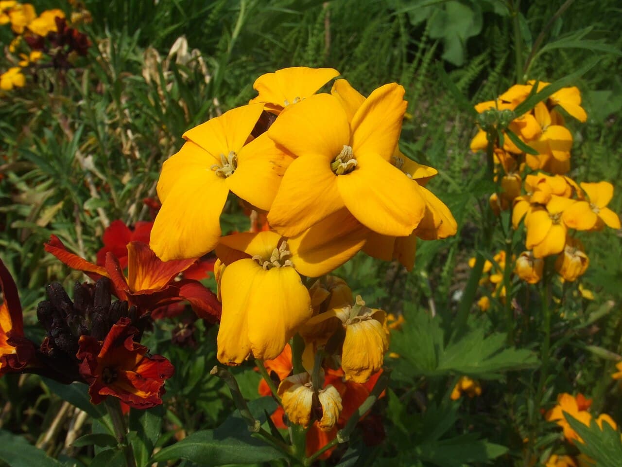 Orange and yellow wallflower flowers