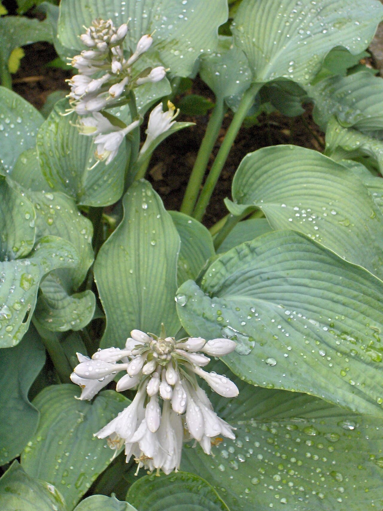 Blue-leaved hosta clump with broad ribbed foliage