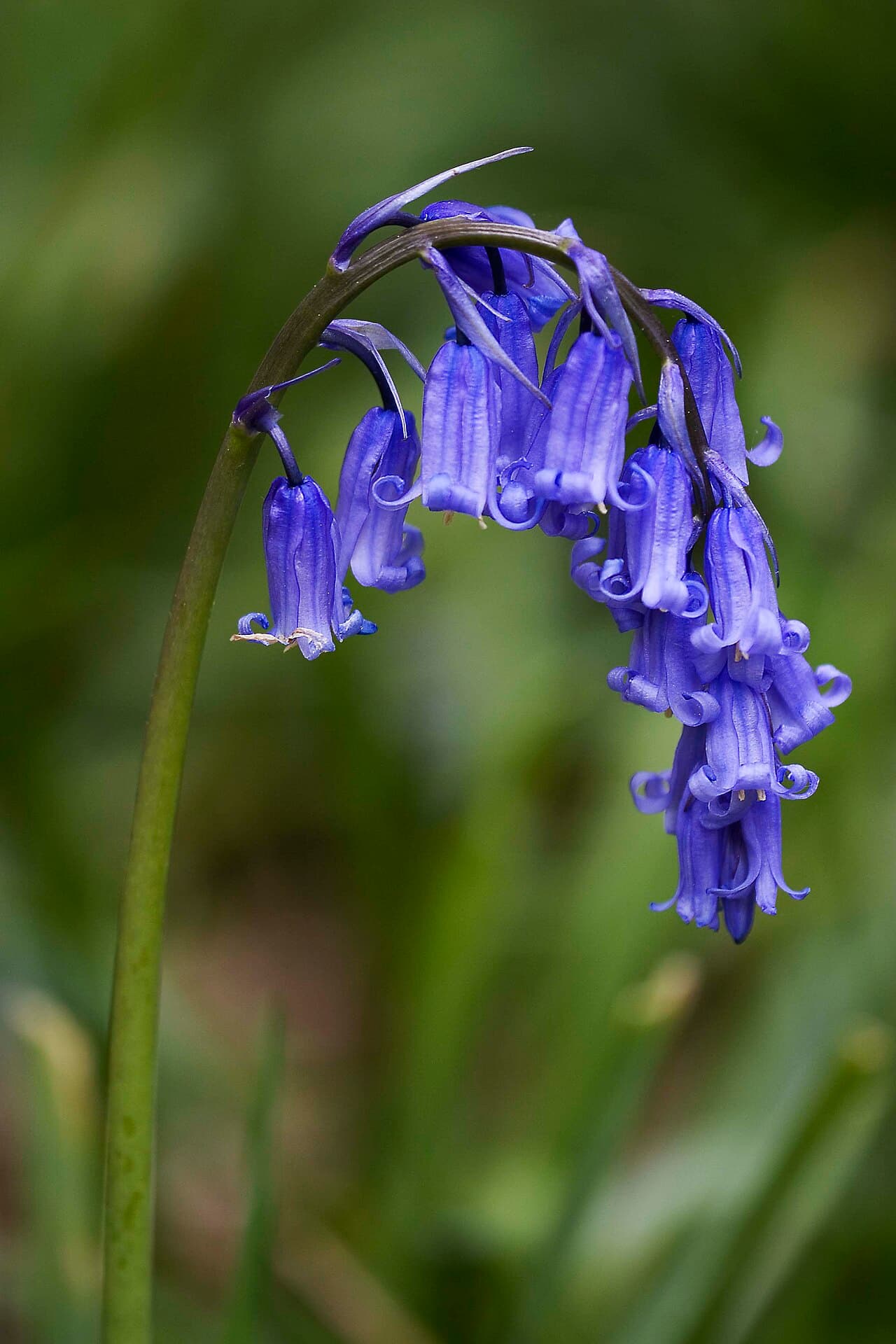 Drift of blue bluebells in woodland