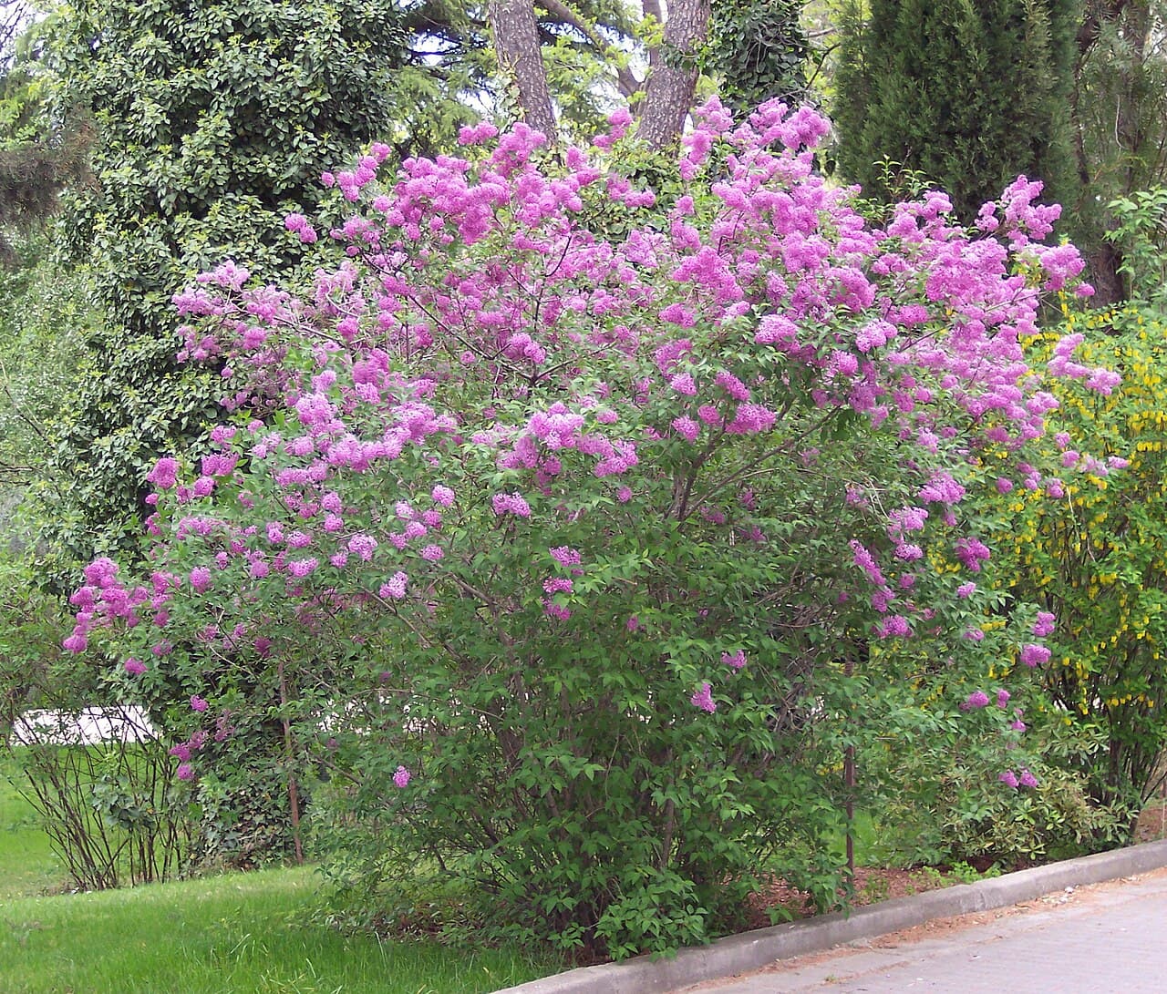 Arching branches of Chinese lilac in flower