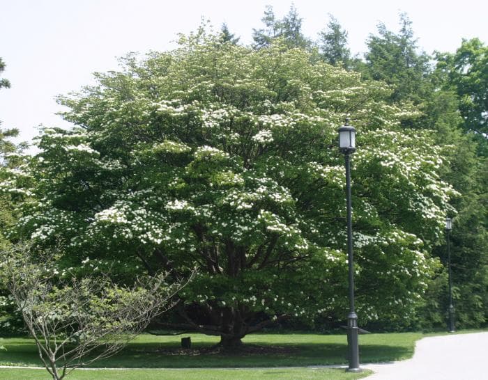 Pointed white bracts of kousa dogwood