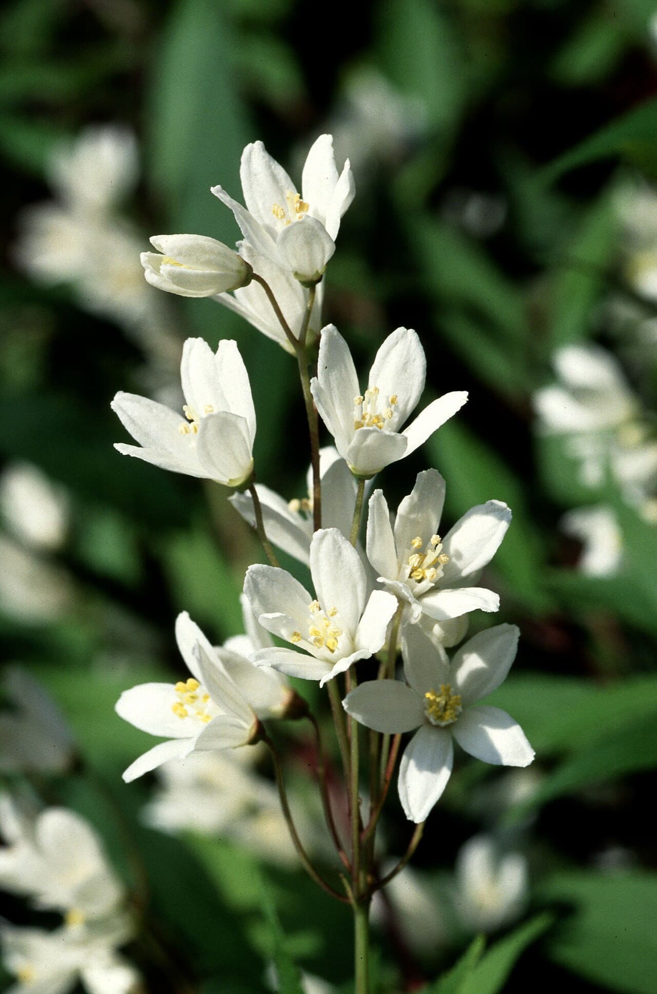 White deutzia flowers on arching stems