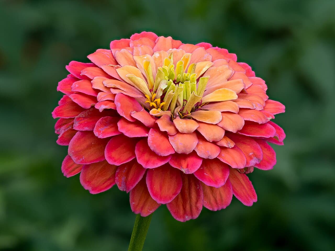 Close view of a zinnia flower with layered petals