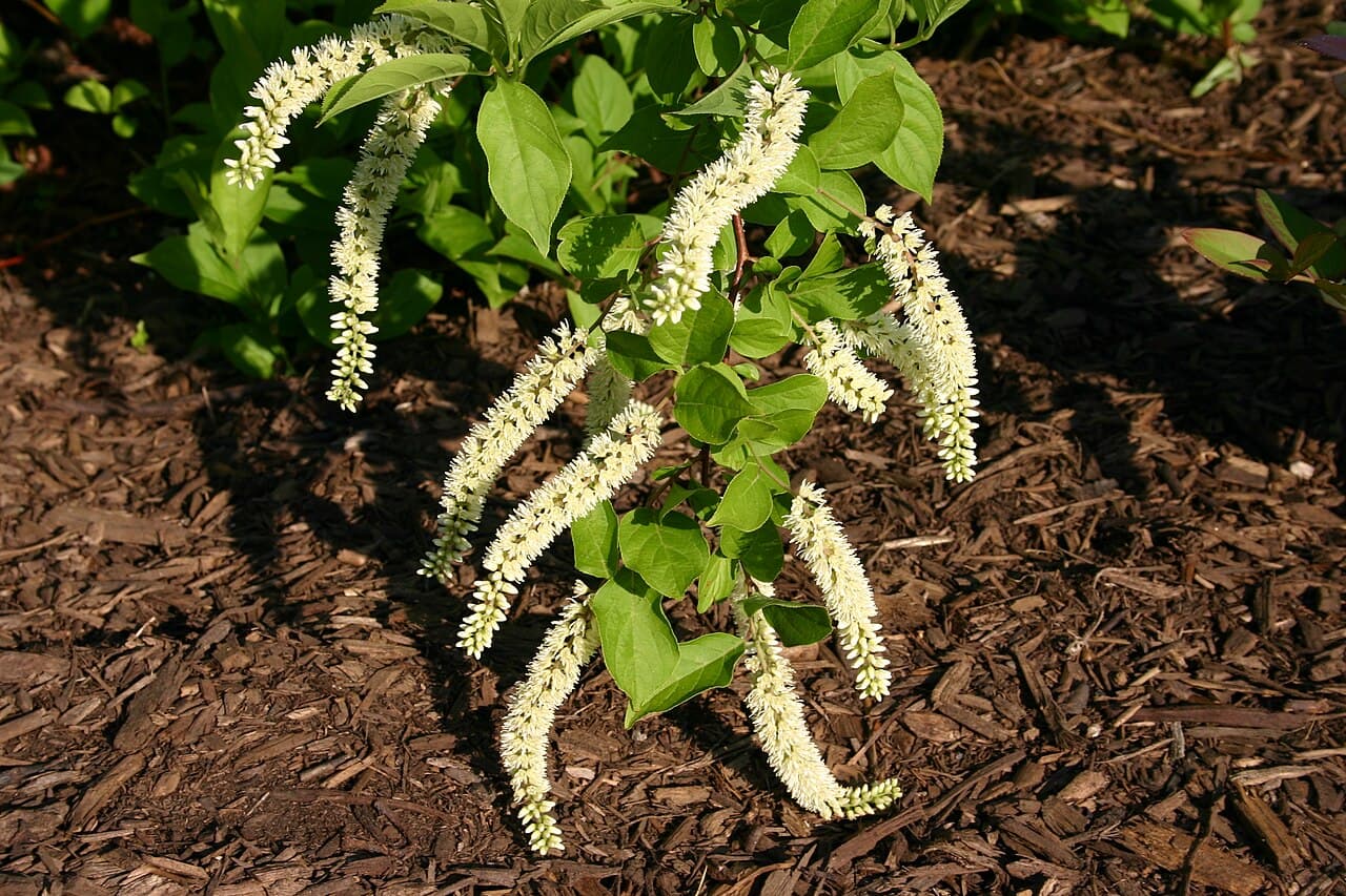 Drooping white flower spikes of sweetspire