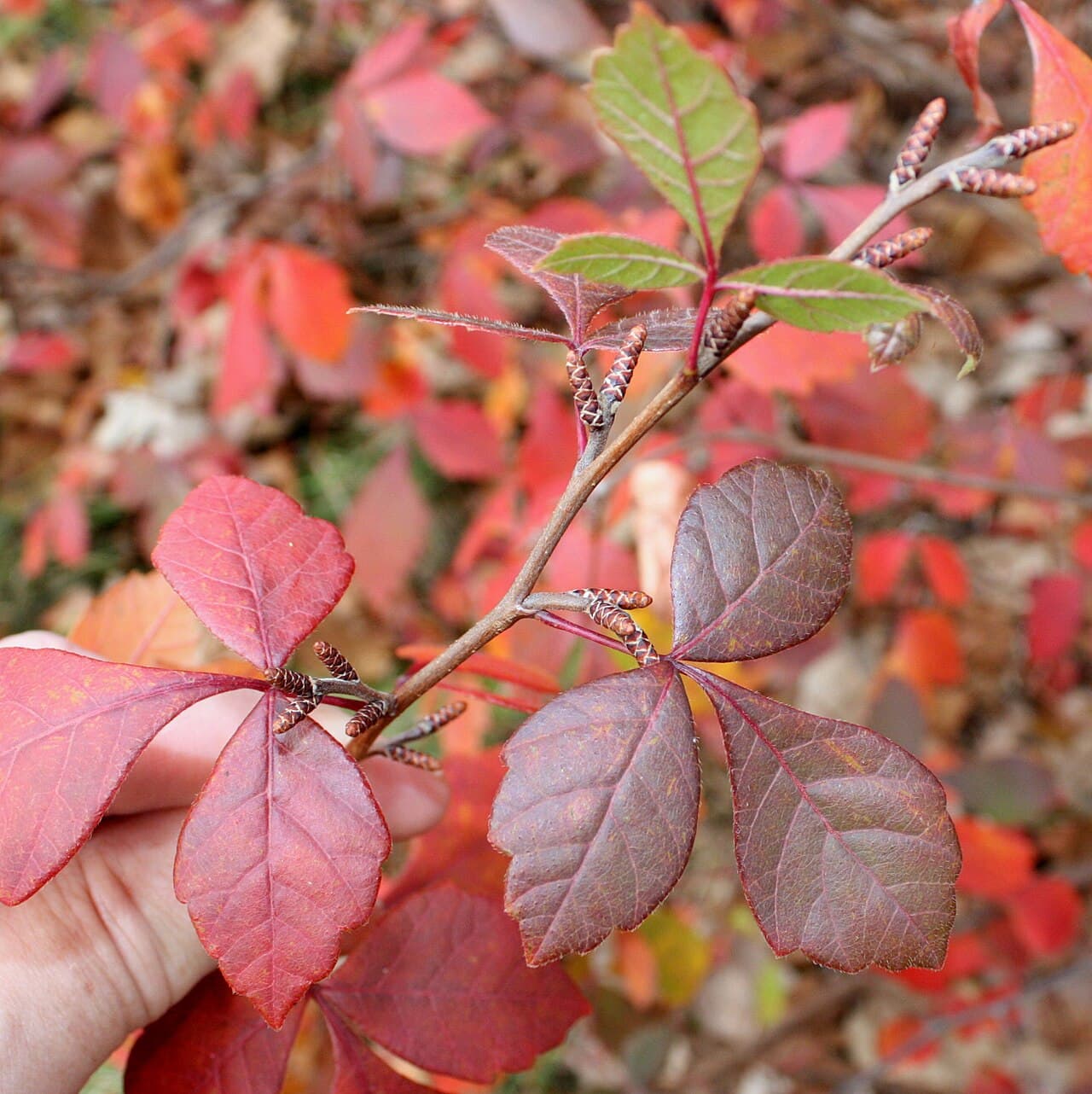 Fragrant sumac foliage and catkins