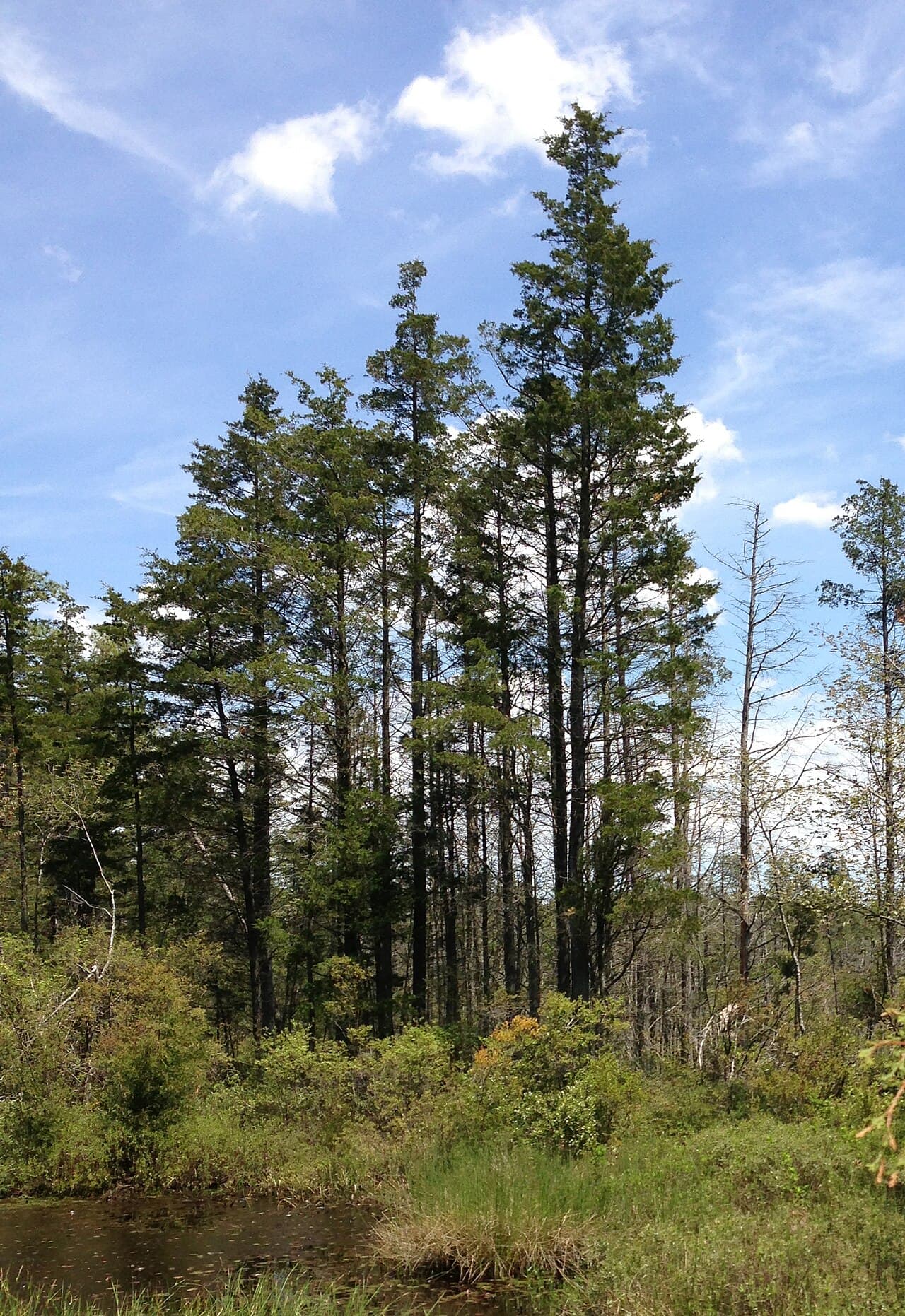 Atlantic white cedar at a bog edge